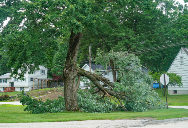 Tree Health Inspection in West Ishpeming, MI